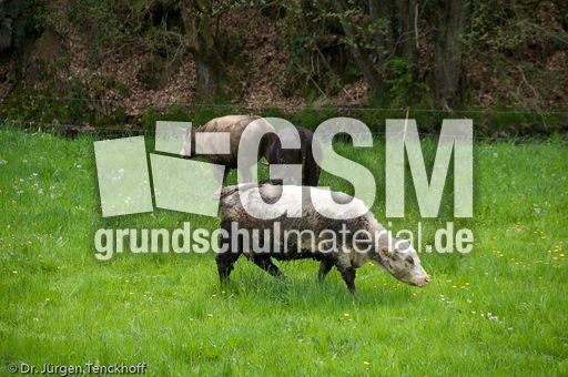 Hausrind (72 von 174).jpg